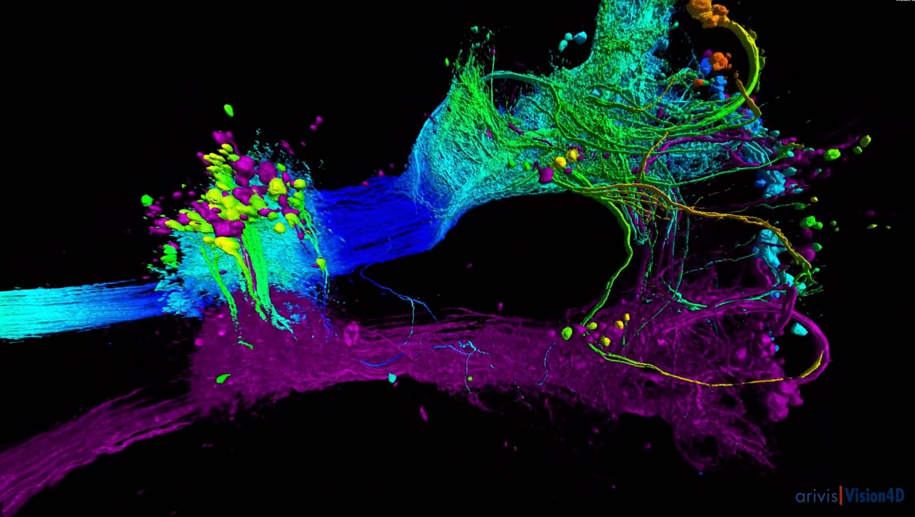 arivis Vision4D – Introduction